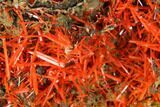 Bright Orange Crocoite Crystal Cluster - Tasmania #171650-1